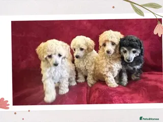 Toy Poodle dogs 🐩 extensively health tested Kc Toy poodle Puppies - Advert 3