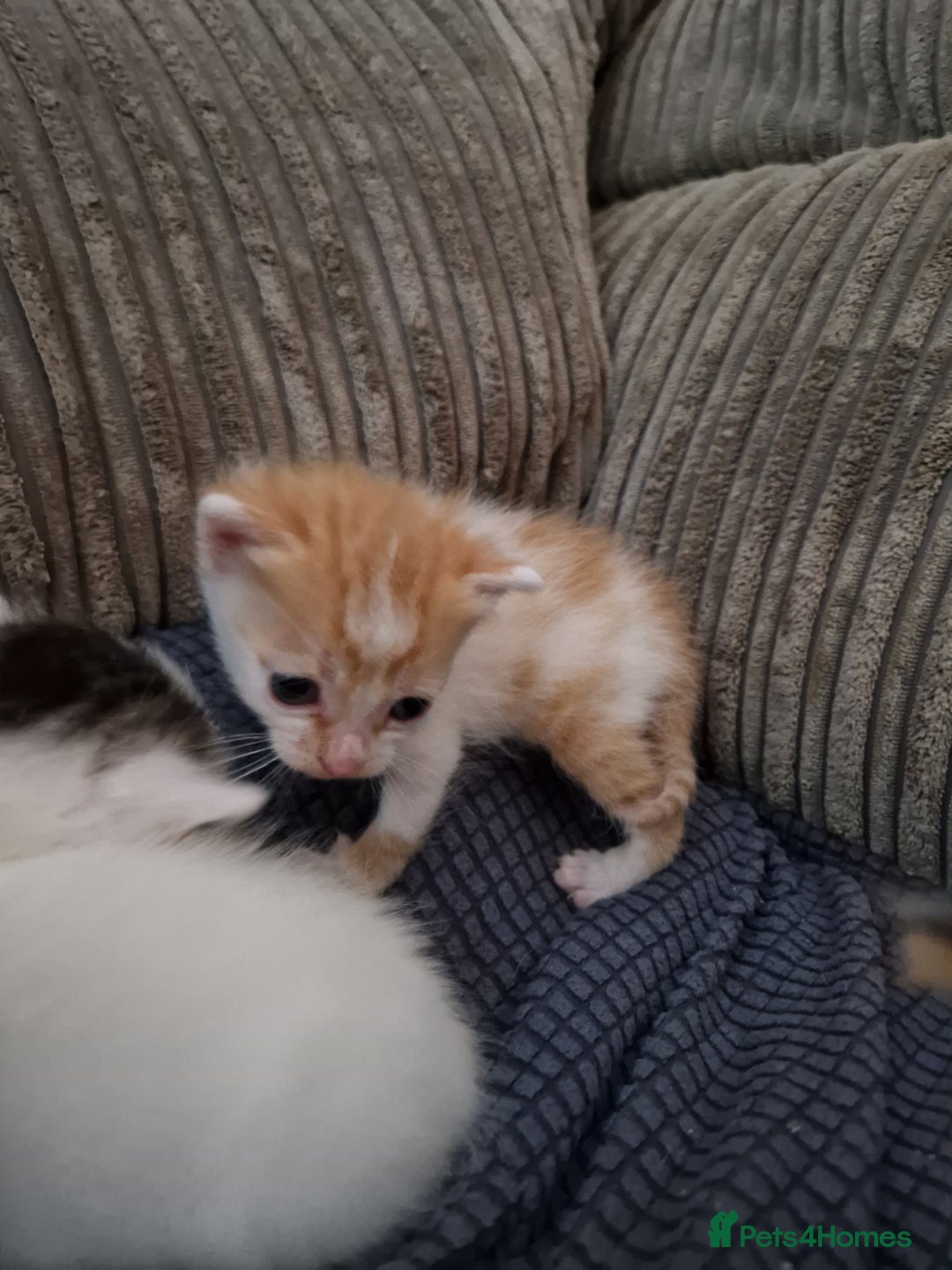Mixed Breed cats for sale: 1 beautiful ginger&white kitten - Advert 31
