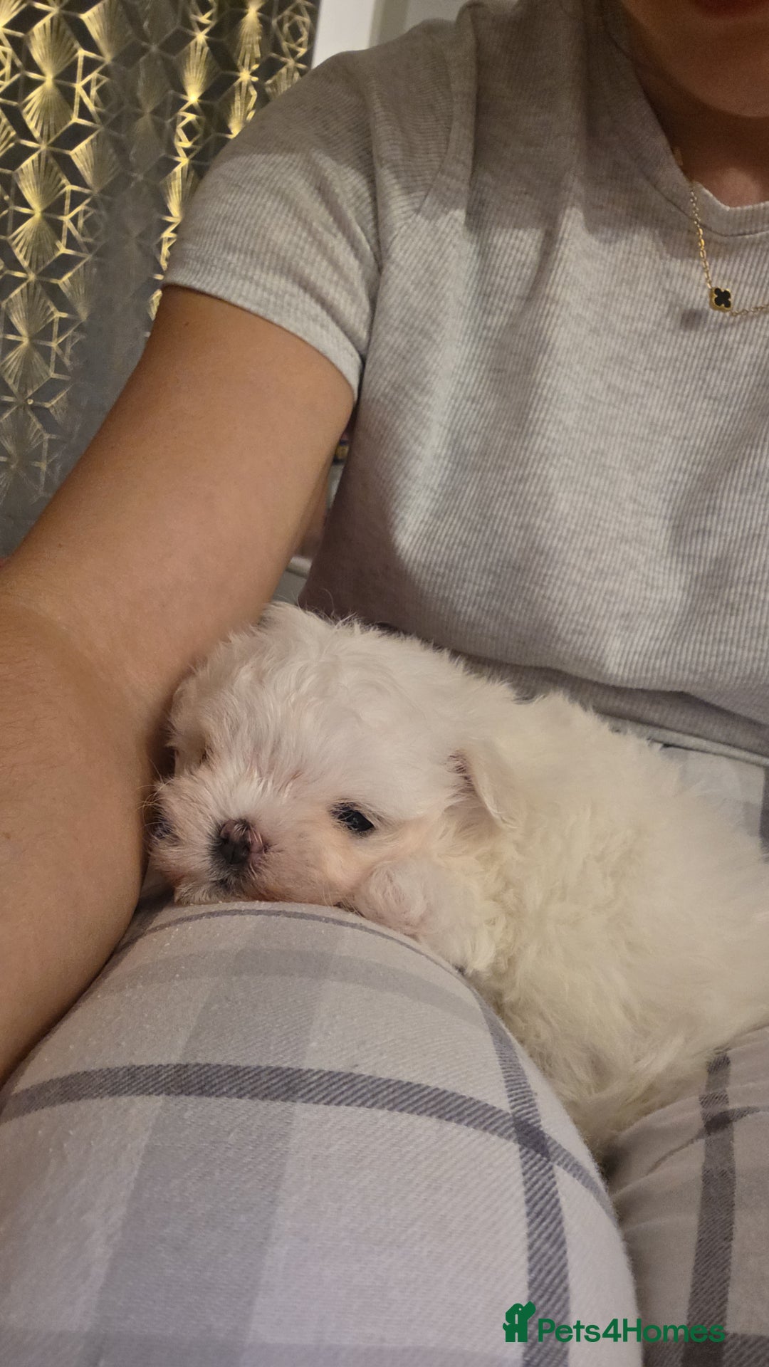Maltese dogs for sale: Tiny Korean maltese - Advert 8