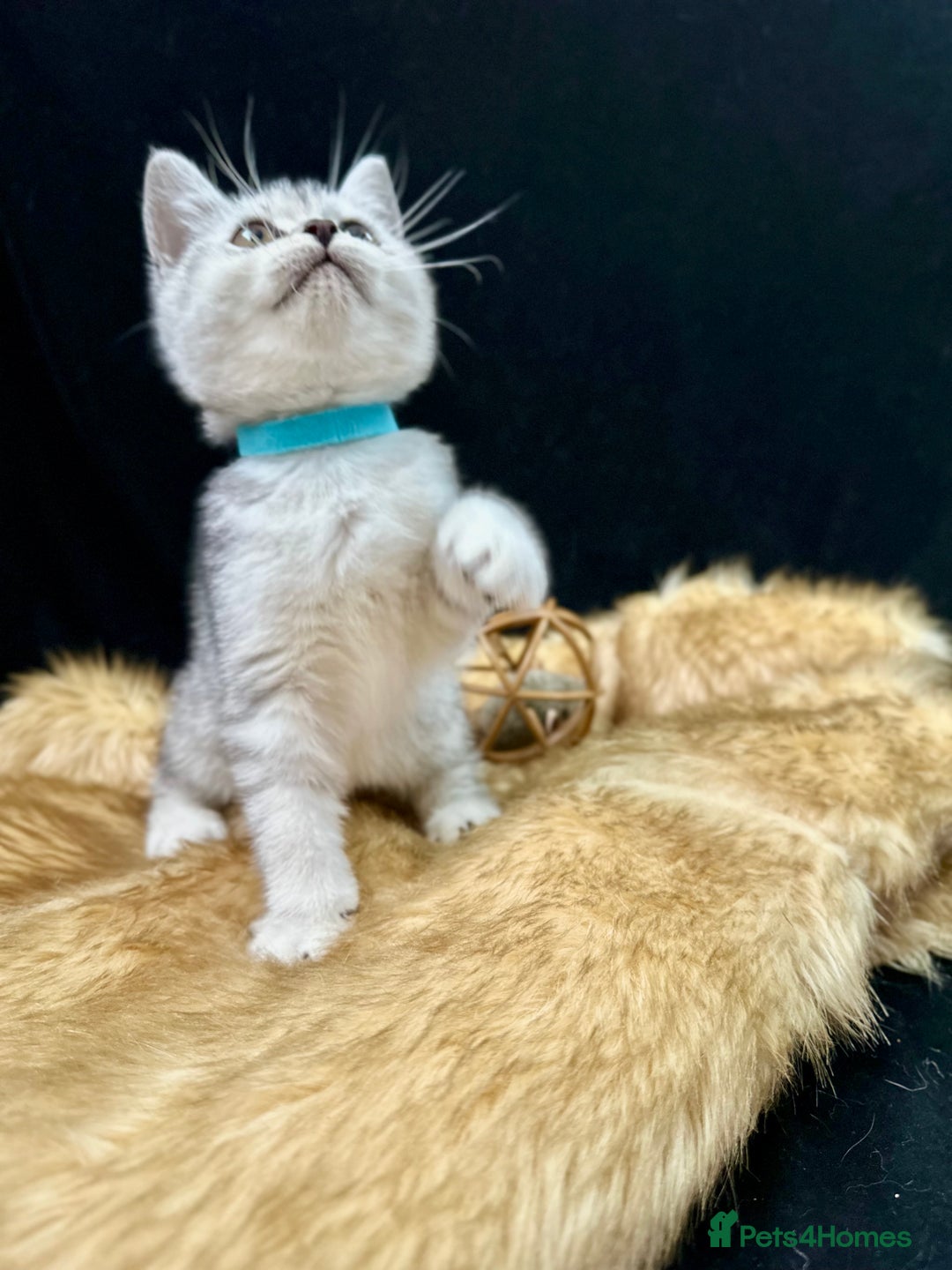 British Shorthair cats for sale: GCCF British short hair kittens for loving homes  - Image 15
