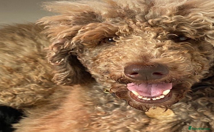 Goldendoodle dogs - Advert 1