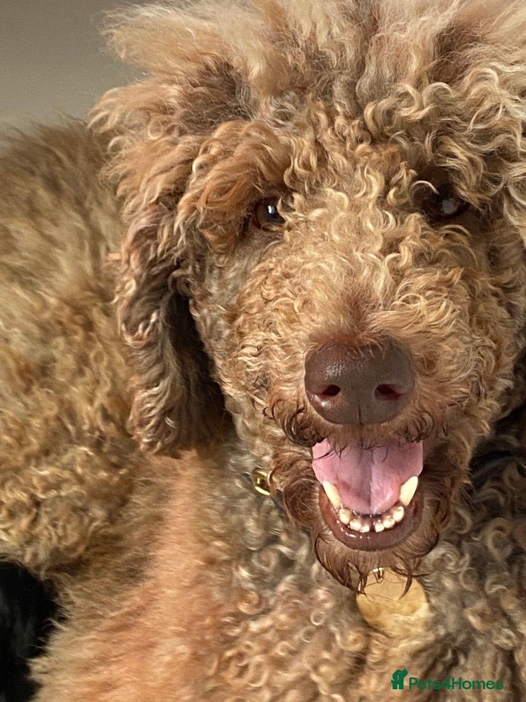 Goldendoodle dogs for sale: Gorgeous Goldendoodle Puppies - Image 1