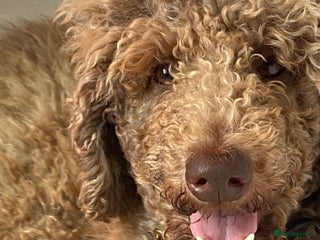 Goldendoodle dogs - Advert 23