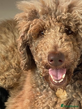 Goldendoodle dogs - Advert 4