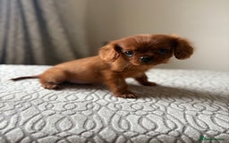 Miniature Poodle dogs for sale: 1 rubyKing Charles Cavalier health tested parents  - Image 5