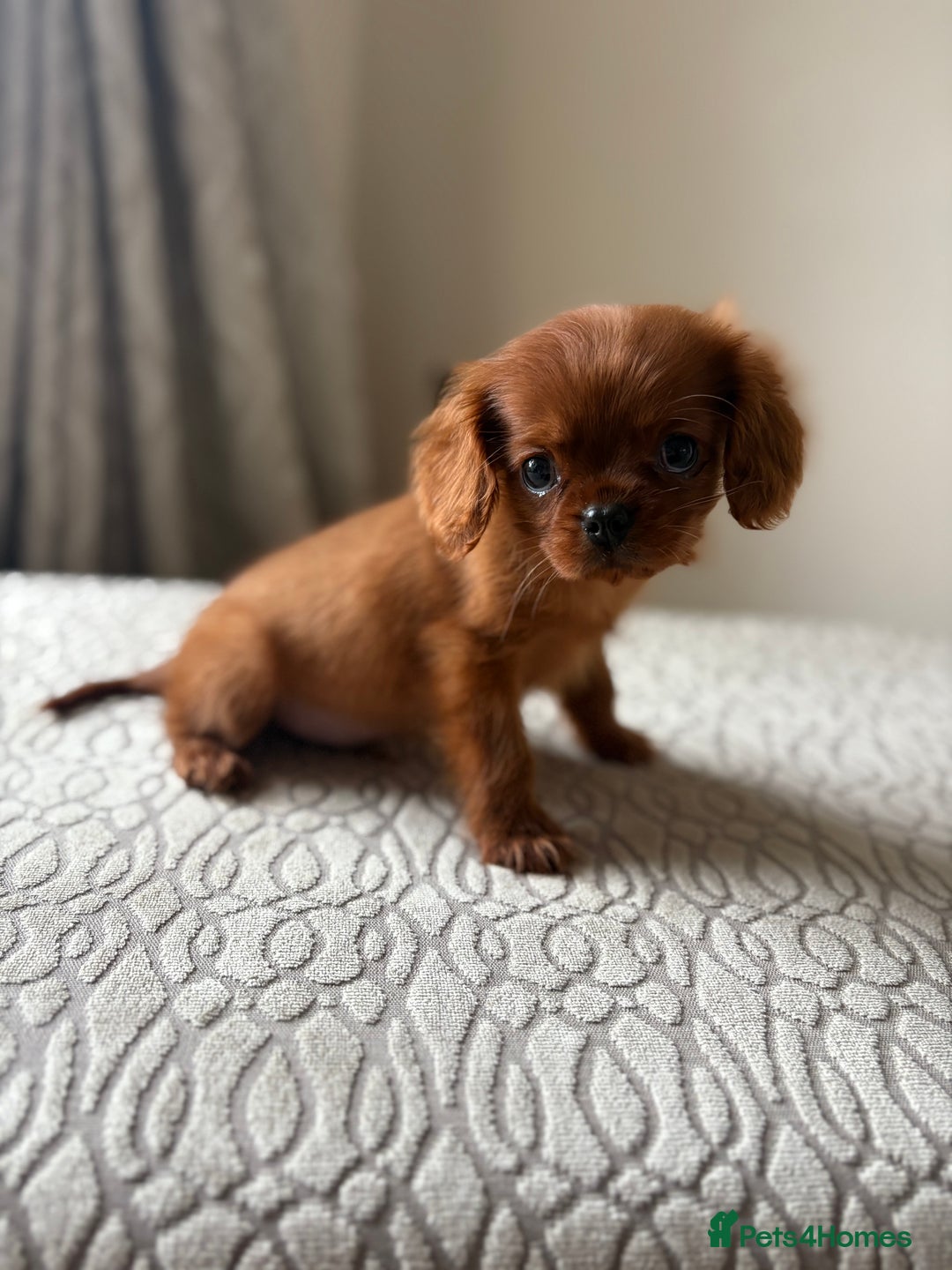 Miniature Poodle dogs for sale: 1 rubyKing Charles Cavalier health tested parents  - Image 5