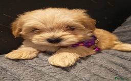 Maltipoo dogs for sale: Miniature Maltipoo Ready to Go - Image 16