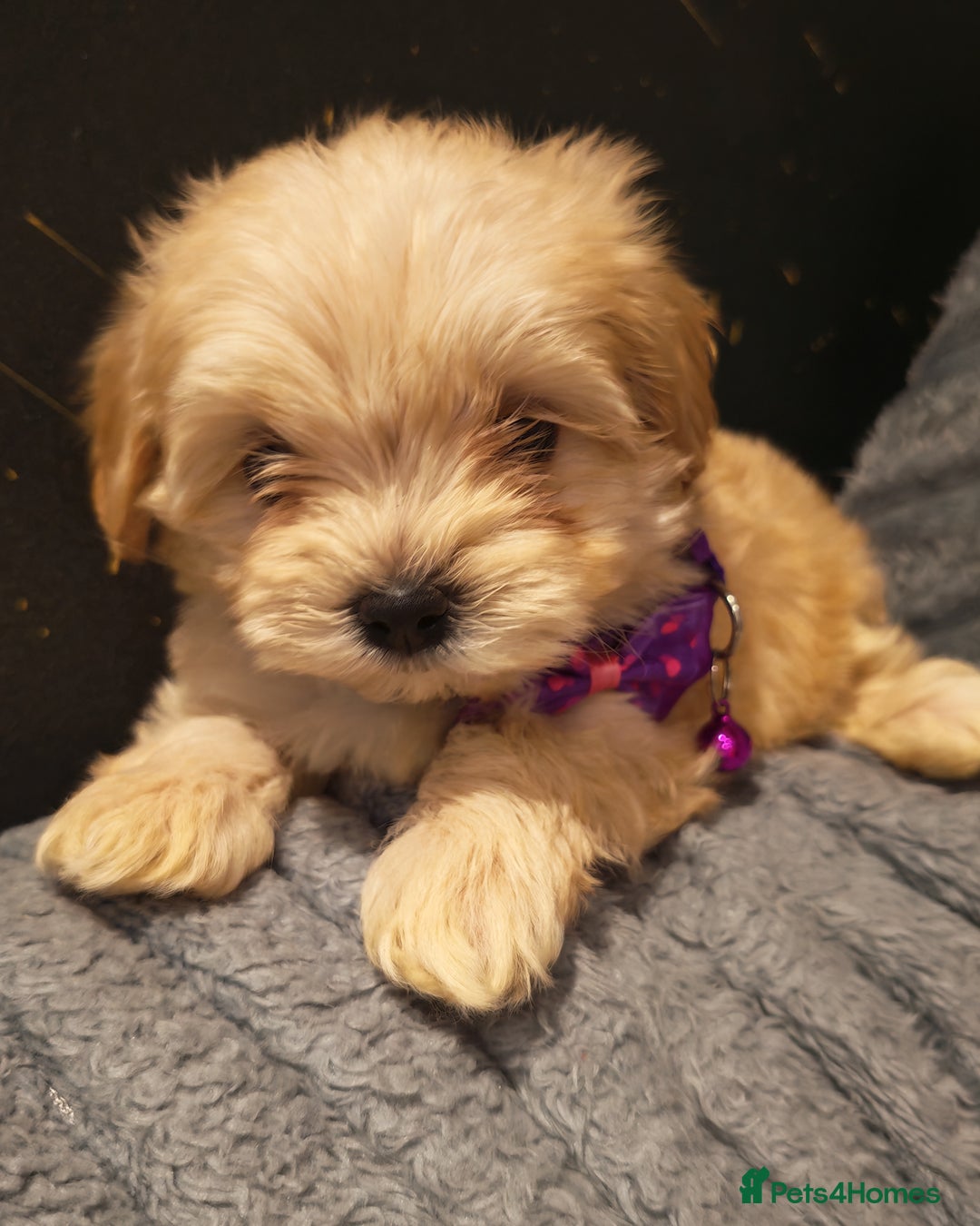 Maltipoo dogs for sale: Miniature Maltipoo Ready to Go - Image 16