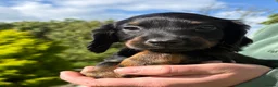 Cocker Spaniel dogs for sale: Beautiful Cocker Spaniel Puppies  in Helston - Advert 18
