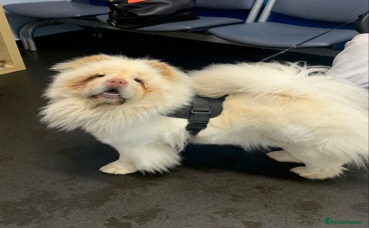 Chow Chow dogs Stunning male kc chow chow  - Advert 5