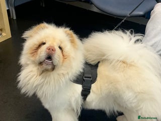 Chow Chow dogs Stunning male kc chow chow - Advert 1