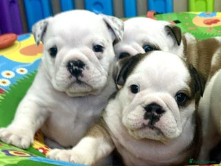 English Bulldog dogs ** PUREBRED STANDARD COLOUR BULLDOG PUPPIES** - Advert 15
