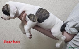 Mixed Breed dogs for sale: Confident & Well-Socialised Presa x Staffy Pups - Image 8