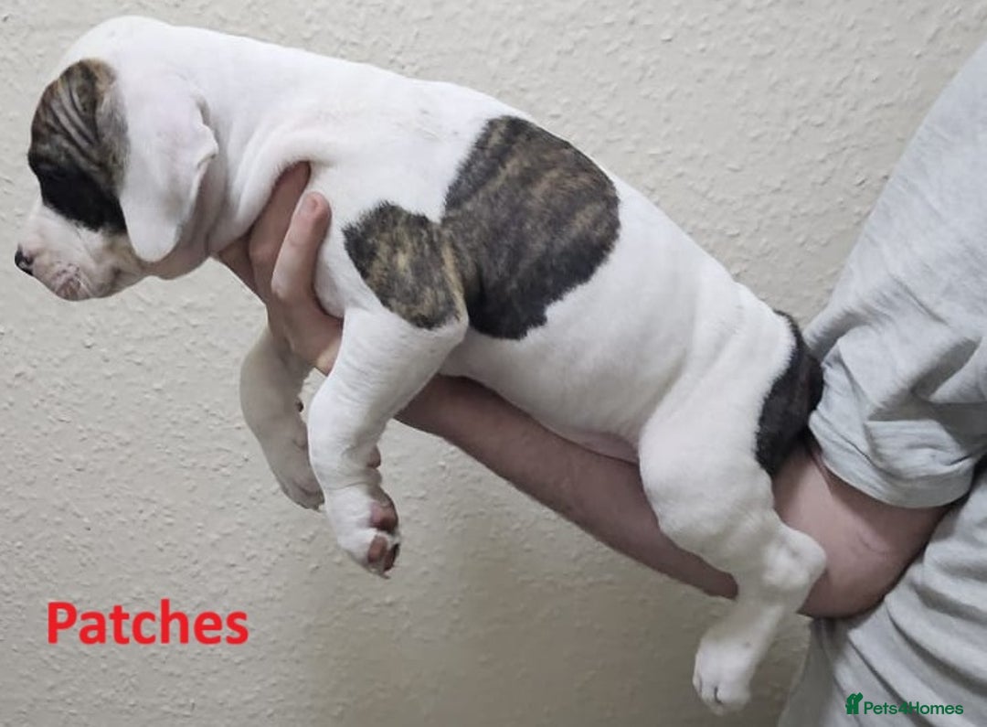 Mixed Breed dogs for sale: Confident & Well-Socialised Presa x Staffy Pups - Image 8
