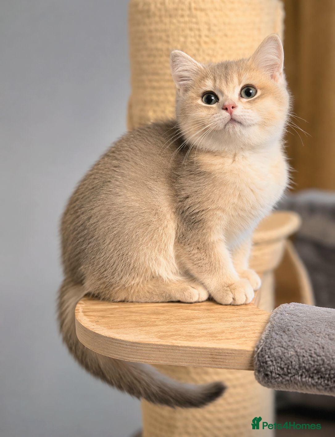 British Shorthair cats GCCF Blue Golden BSH Kitten – Ready Now - Advert 2