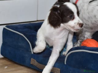 Cocker Spaniel dogs Ready Now Kc Reg Health Tested - Advert 4