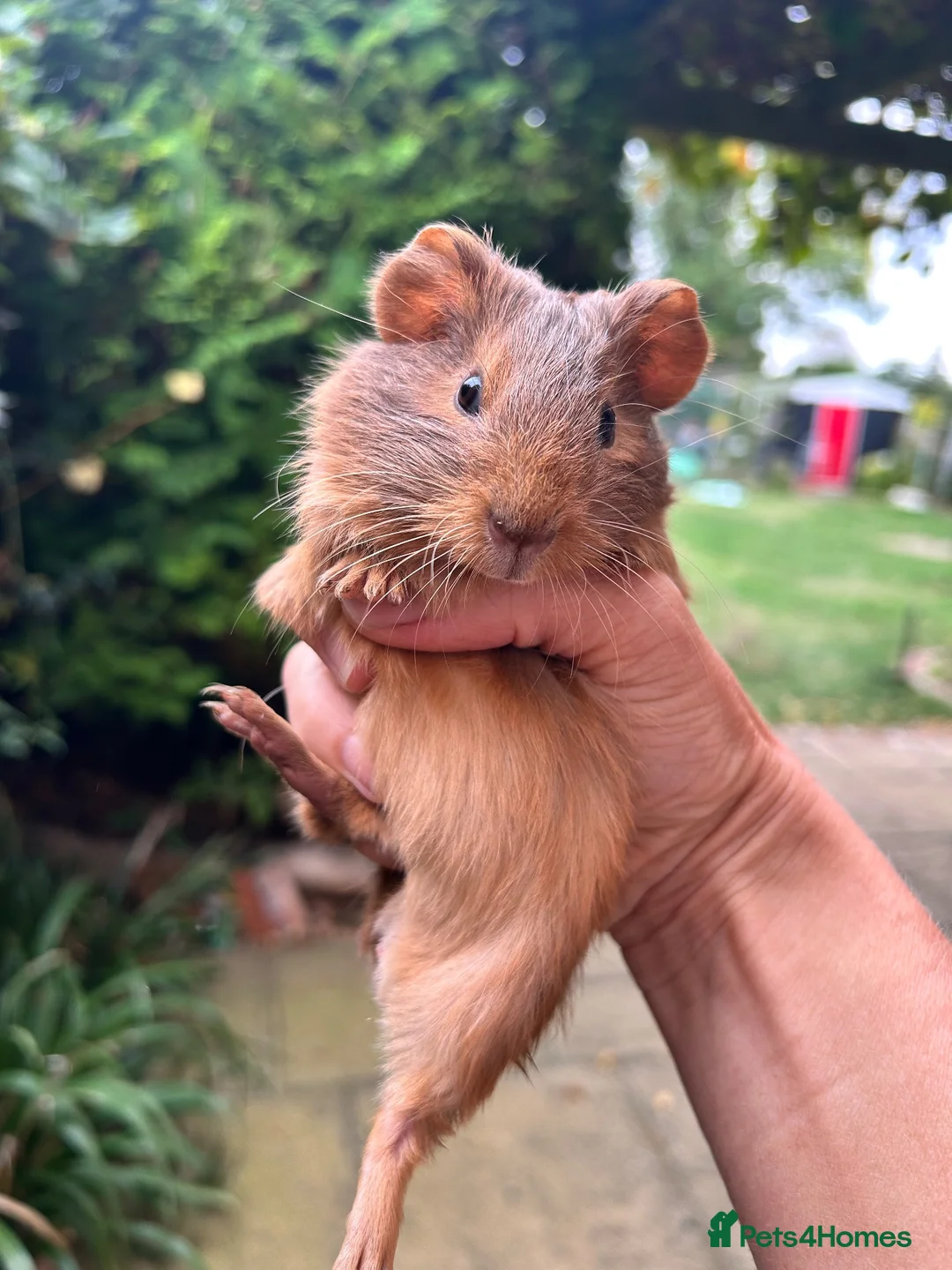 Guinea Pig rodents for sale: Hand reared baby guinea pigs males & females - Advert 2