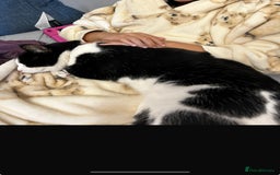 Domestic Shorthair cats for sale: Family cat aged 5 - Image 2