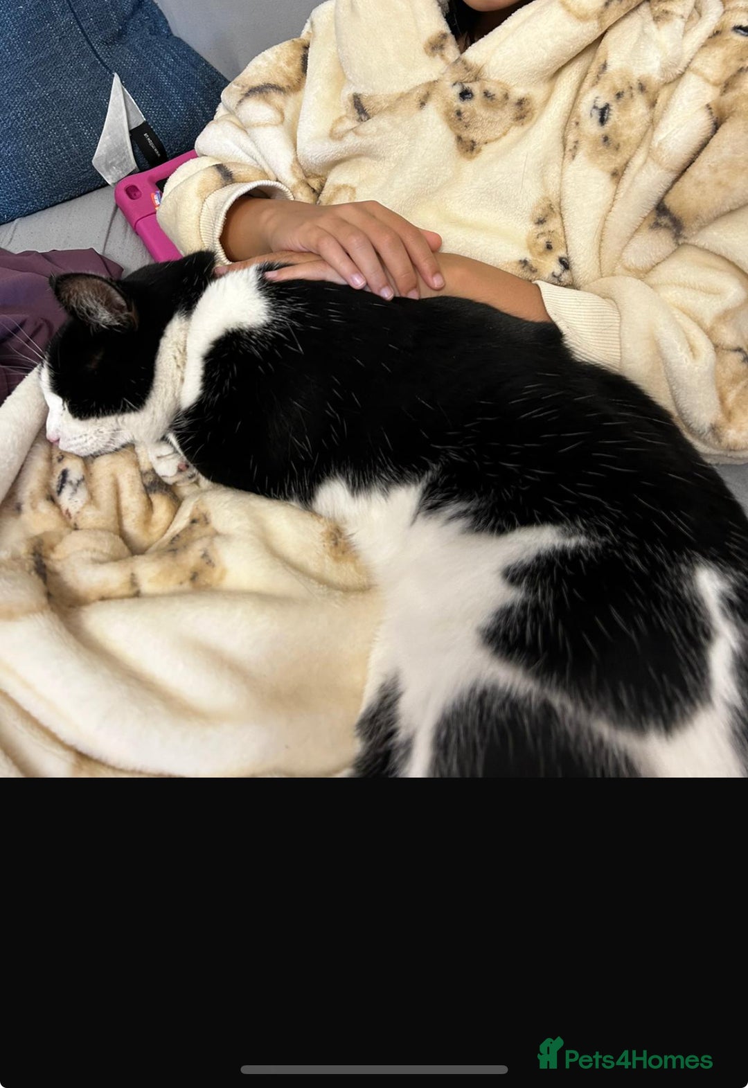 Domestic Shorthair cats for sale: Family cat aged 5 - Image 2