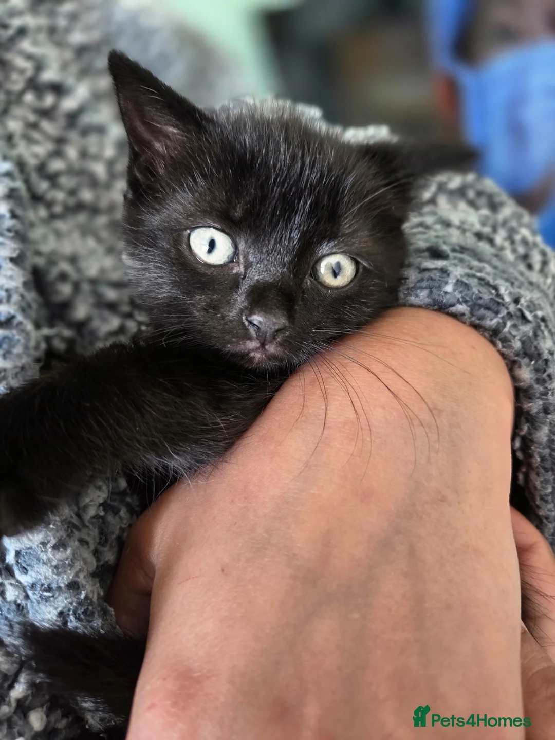Mixed Breed cats for sale: mixed breed kittens - Advert 2
