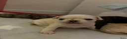 Frug dogs for sale: 🐶 Pug/French bulldog puppies 🐶 Rare markings - Advert 29