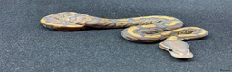 Python Snake reptiles for sale: Royals python Hatchlings  in Llanwrtyd Wells - Advert 3