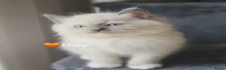 Ragdoll cats for sale: Ragdoll Kitten AVALIABLE  - Advert 28
