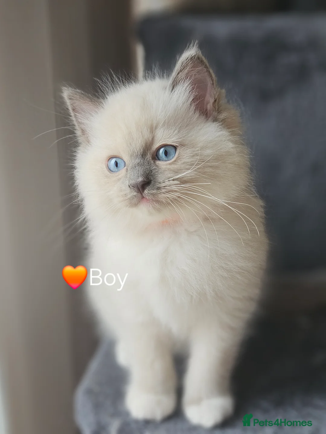 Ragdoll cats for sale: Ragdoll Kitten AVALIABLE  - Advert 28