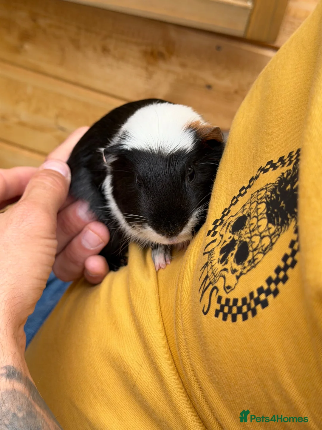 Guinea Pig rodents for sale: 3 boy guinea pigs for sale & hutch etc  - Advert 4