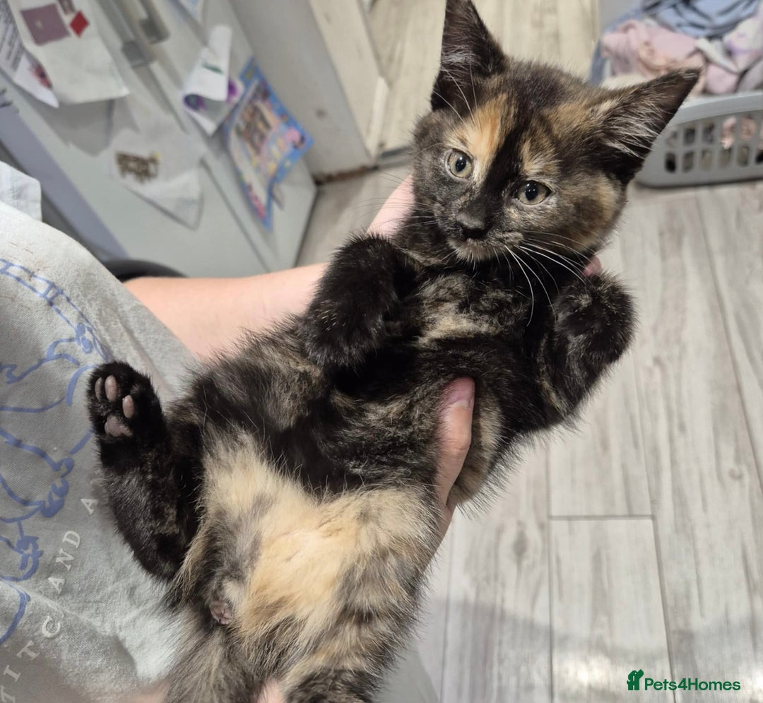 Domestic Shorthair cats for sale: 3 beautiful female kittens  - Image 6