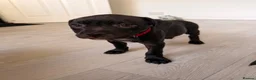 Mixed Breed dogs for sale: Staffordshire bull terrier X Cane corso puppies - Advert 6