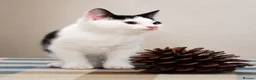 Mixed Breed cats for sale: Beautiful Home-Raised Kittens – Ready at 12 Weeks - Advert 29