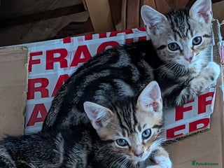 Mixed Breed cats - Advert 38