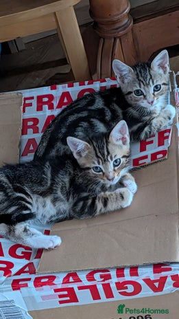 Mixed Breed cats Mixed breed kittens - available immediately - Advert 18