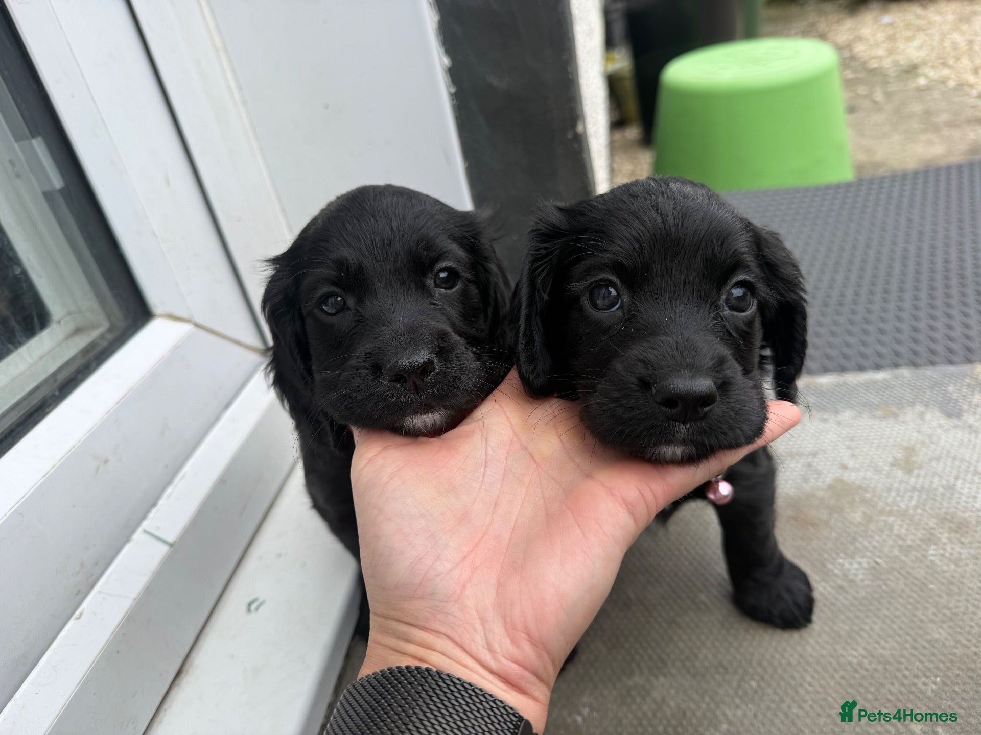 Cocker Spaniel dogs Cocker spaniels  - Advert 2