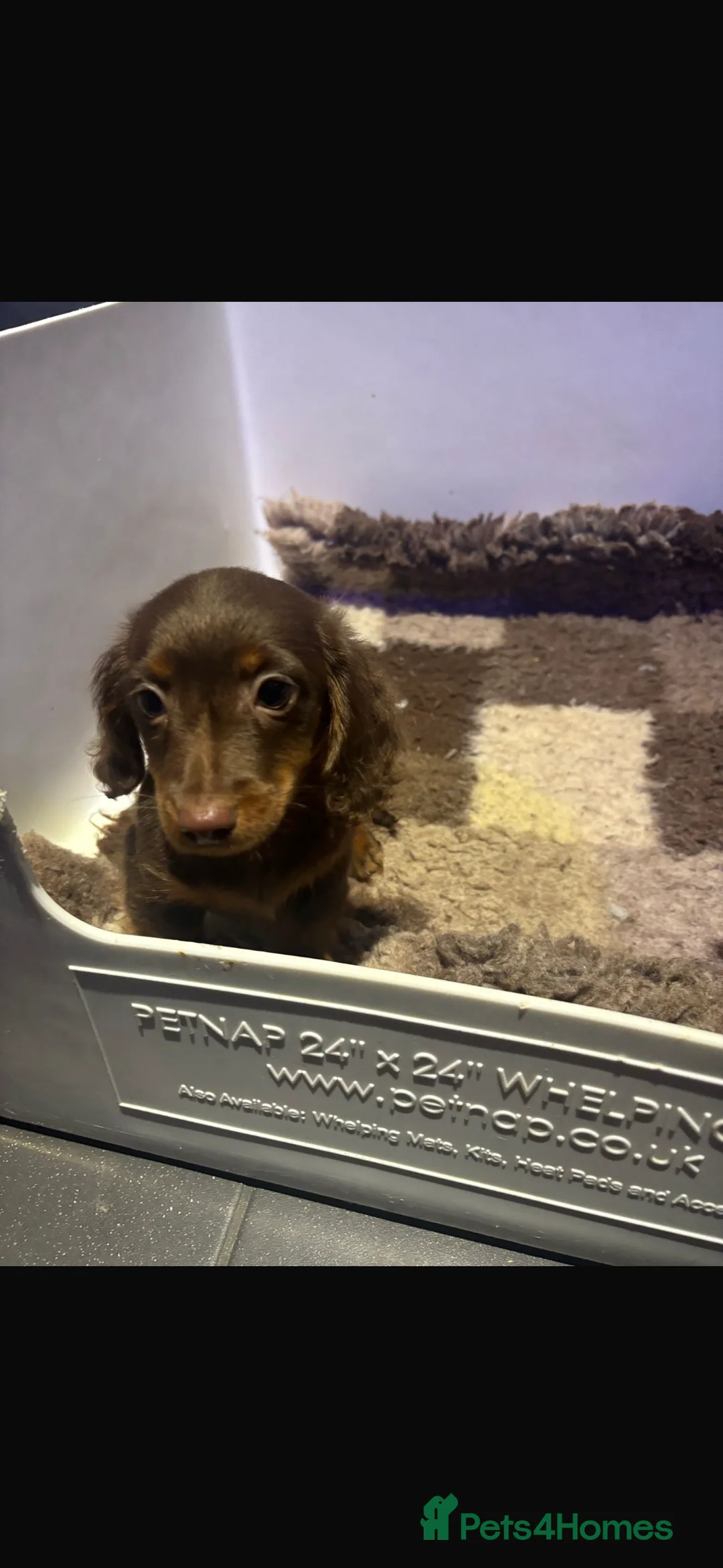 Miniature Dachshund dogs for sale: Longhair miniature Dachshunds  in Glasgow - Advert 2