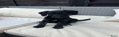 Jackapoo Puppy 2