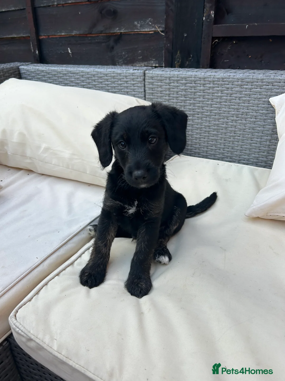 Jackapoo dogs for sale: All black jackapoos in Stevenage - Advert 2