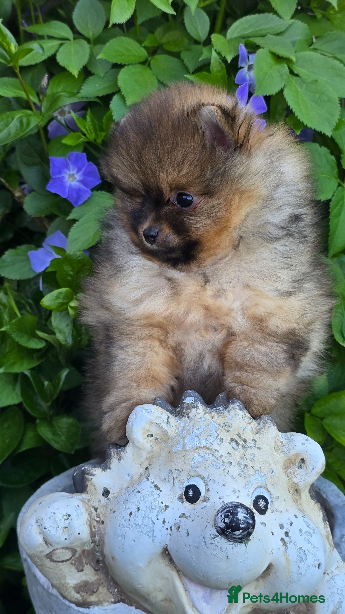 Pomeranian dogs *Beautiful pedegree pomeranian pups* - Advert 2
