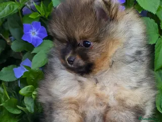 Pomeranian dogs *Beautiful pedegree pomeranian pups* - Advert 2