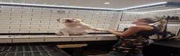 American Bulldog dogs for sale: 4 yr Male American Bulldog in need of loving home in Manchester - Advert 10