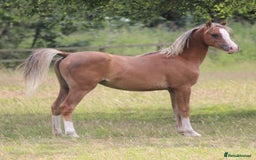 Welsh Section B horses for sale: Welsh sec b yearling colt  - Image 4