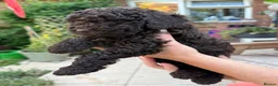 Miniature Poodle dogs for sale: Brown chocolate miniatures poodle - Advert 22