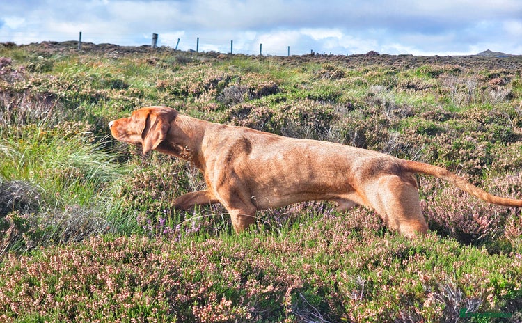 Hungarian Vizsla dogs - Advert 5