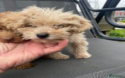 Cavapoo dogs for sale: F1b cavapoo - Image 6