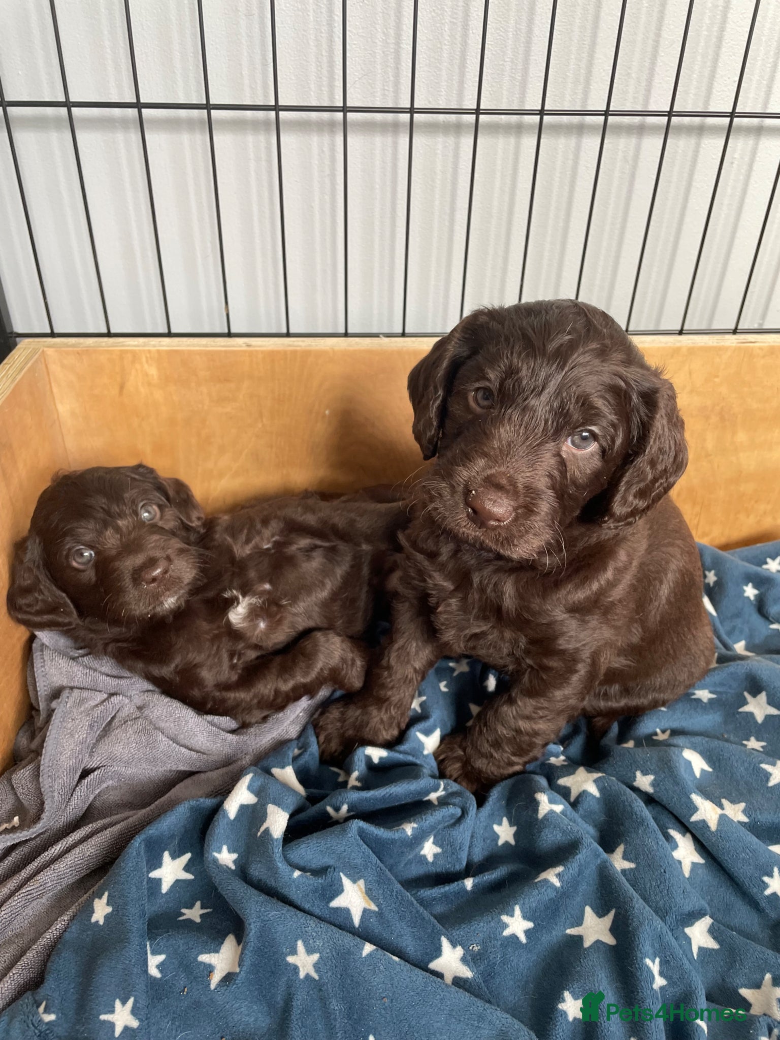 Labradoodle dogs F1 Miniature Labradoodle puppies - Advert 2