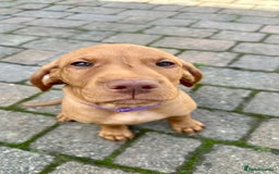 Hungarian Vizsla dogs for sale: 2 viz boys looking for loving homes - Image 12