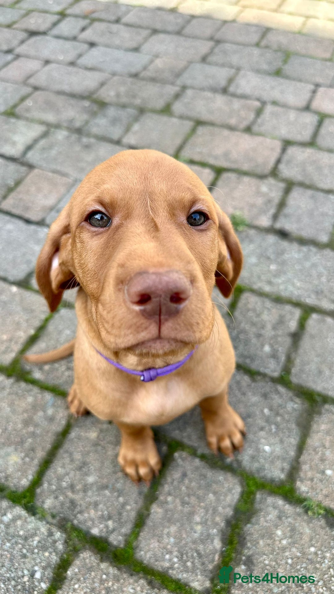Hungarian Vizsla dogs for sale: 2 viz boys looking for loving homes - Image 12