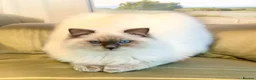 Ragdoll cats for sale: Beautiful full pedigree Ragdoll kittens Seal Blue in Hove - Advert 30
