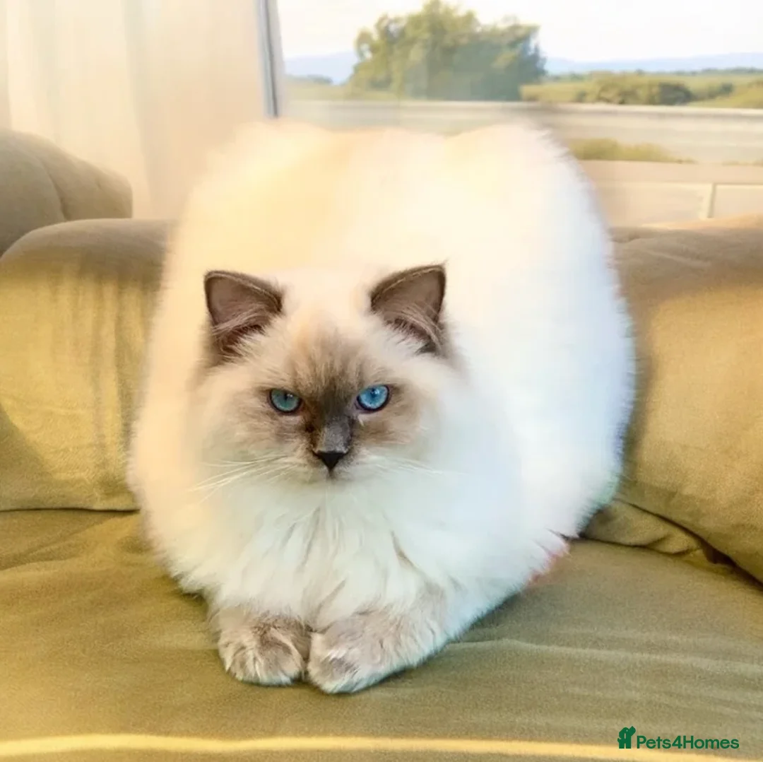 Ragdoll cats for sale: Beautiful full pedigree Ragdoll kittens Seal Blue in Hove - Advert 30